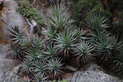 Aloe succotrina