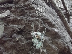 Graptopetalum sinaloensis