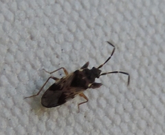 Scolopostethus decoratus