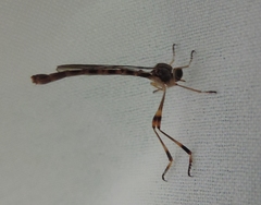 Leptogaster