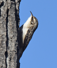 Certhia americana americana