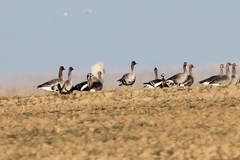 Branta ruficollis