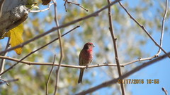Haemorhous mexicanus