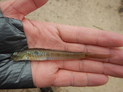 Gobionellus oceanicus