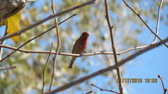Haemorhous mexicanus