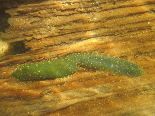 Theromyzon tessulatum