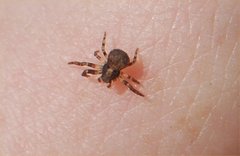 Thomisidae