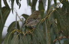 Pardalotus quadragintus