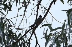 Melithreptus affinis