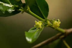 Bullockia setiflora image