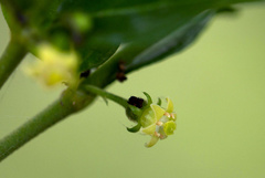 Image of Bullockia setiflora