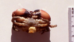 Loxothylacus panopaei