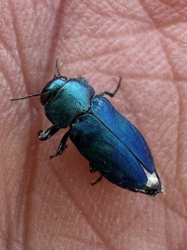 Sphaerobothris platti