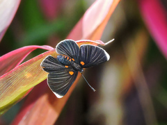 Melanis acroleuca acroleuca
