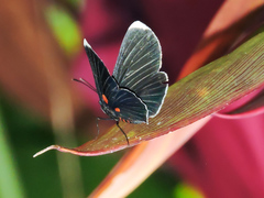 Melanis acroleuca acroleuca