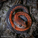 Salamandra de Espalda Roja - Photo (c) Dave Huth, algunos derechos reservados (CC BY-NC)