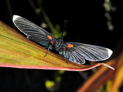 Melanis acroleuca acroleuca