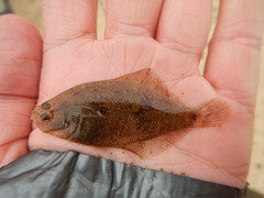 Citharichthys spilopterus