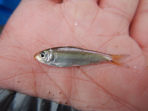 Harengula jaguana
