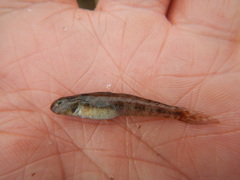 Ctenogobius boleosoma