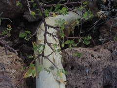 Bursera exequielii