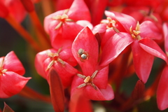 Carrhotus sannio