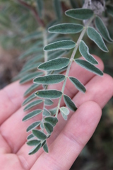 Astragalus oxyphysus