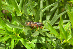 Cicadetta montana