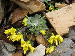 Physaria didymocarpa
