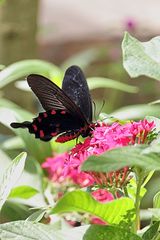 Pachliopta kotzebuea