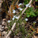 Eritrichium pectinatum - Photo (c) Павел Голяков, algunos derechos reservados (CC BY-NC)