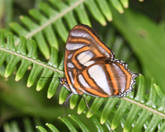 Metamorpha elissa