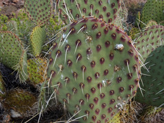 Opuntia comonduensis