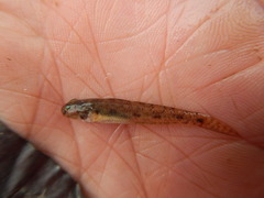 Ctenogobius boleosoma