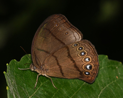 Erichthodes antonina
