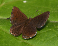 Chalodeta lypera