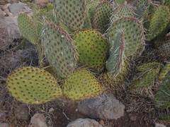 Opuntia comonduensis