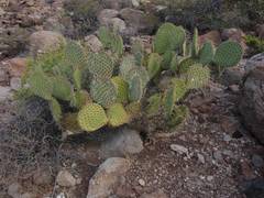 Opuntia comonduensis