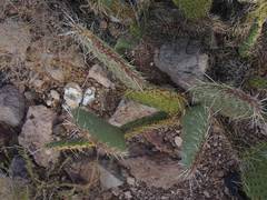 Opuntia comonduensis