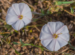 Convolvulus sarmentosus image