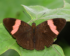 Adelpha lycorias