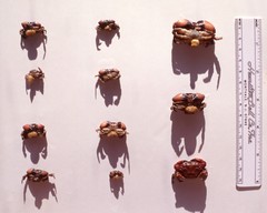 Loxothylacus panopaei