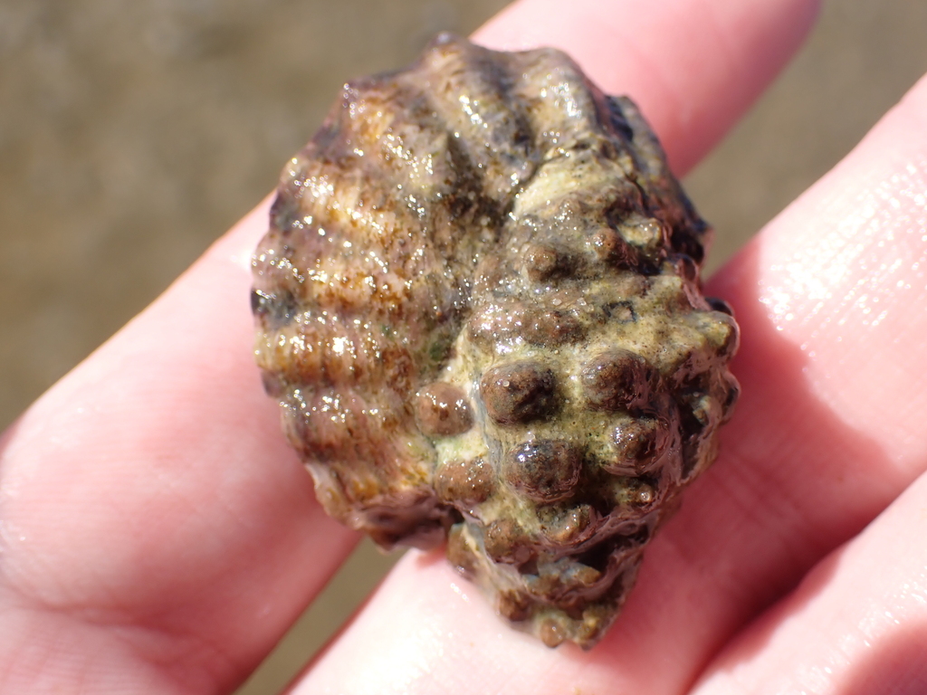Arakawania marginalba