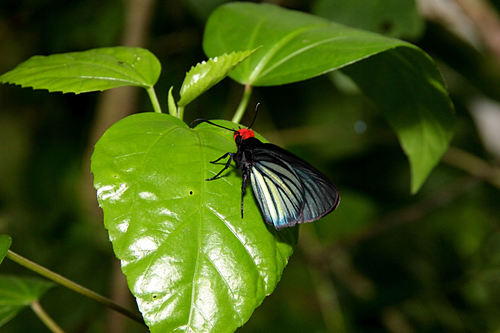 Pyrrhochalcia iphis