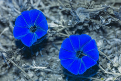 Convolvulus sarmentosus