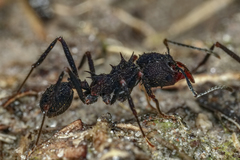 Acromyrmex lundii