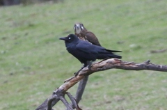 Corvus tasmanicus