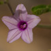 Ipomoea sinensis - Photo 由 Morten Ross 所上傳的 (c) Morten Ross，保留部份權利CC BY-NC