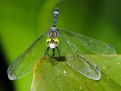 Micrathyria ocellata