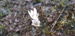 Angiospermae